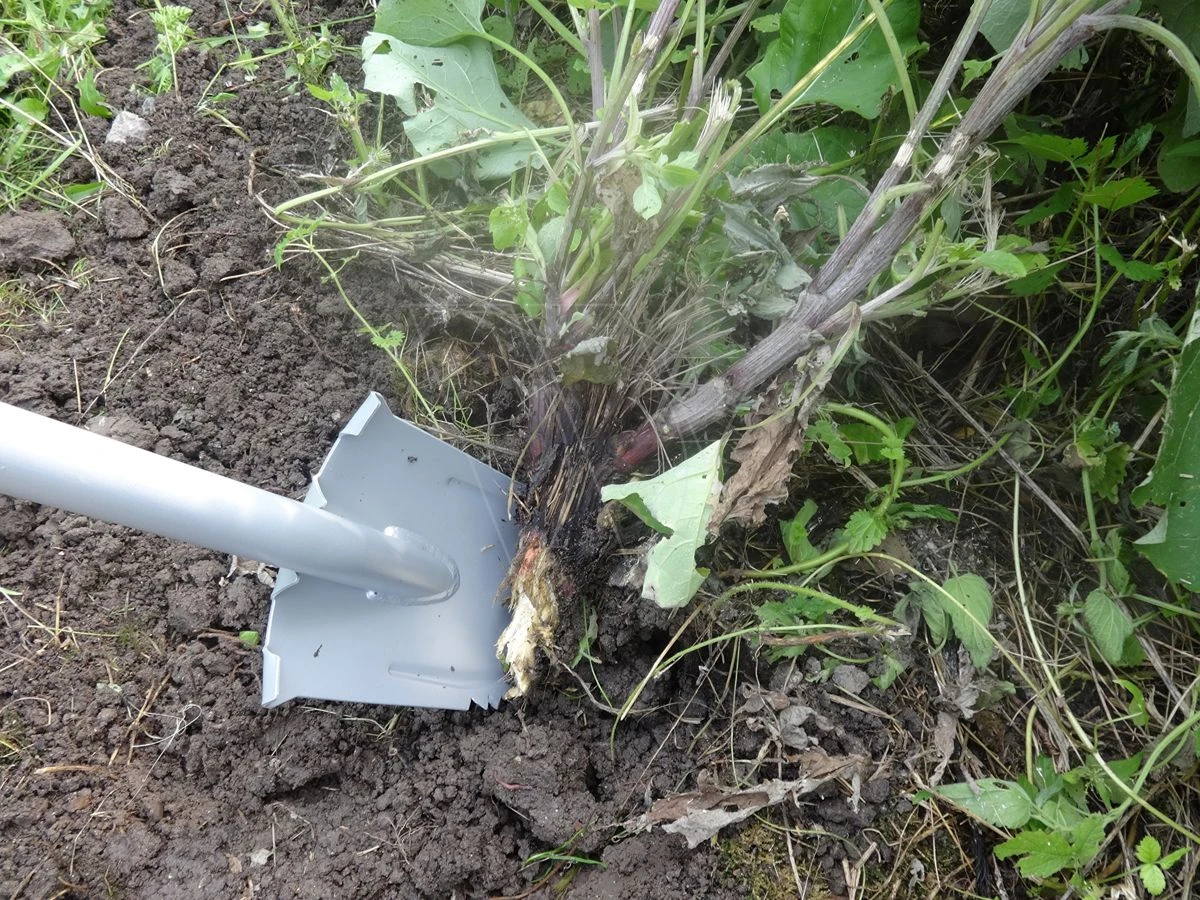 Golden Zaba Multifunctionele Zaag Spade 2 Golden Zaba Multifunctionele Zaag Spade - Afbeelding 2